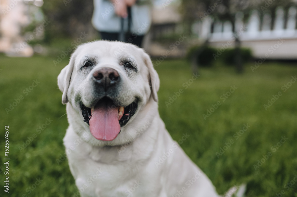 Fototapeta premium Photo, close-up portrait of white Retriever, Labrador, purebred dog sitting on the grass in the park.