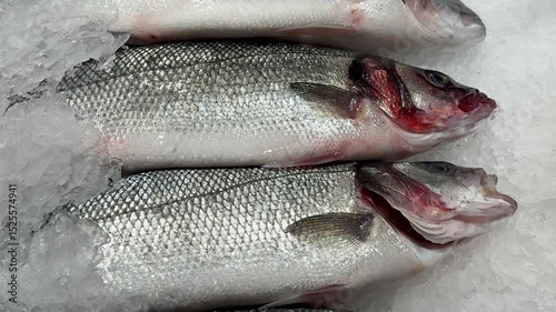 Whole frozen chilled sea bass fish lies on shallow ice in the window of a fish supermarket. Close-up.