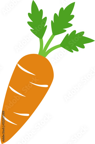 carrots vector illustration