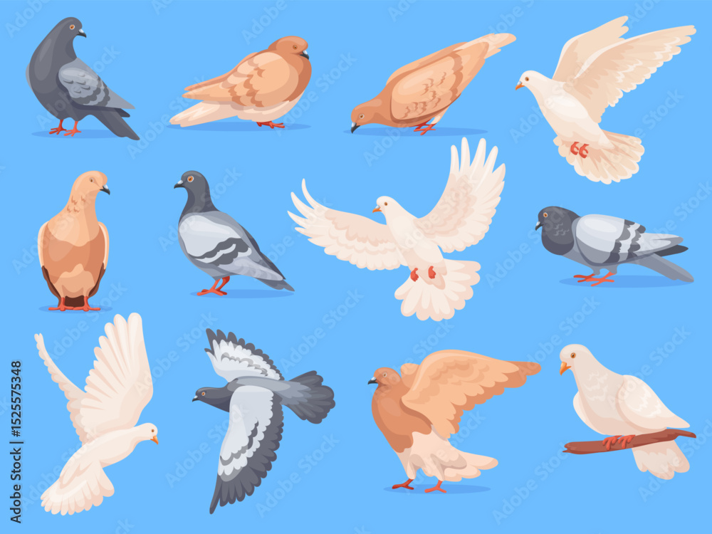 Fototapeta premium Cartoon pigeons birds. Rock doves city bird animal with feather wing, isolated pigeon flying grey dove group sitting walking pose cute characters set, neat vector illustration
