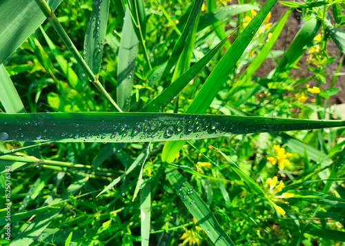 Beautiful transparent raindrops on the green grass in the garden
