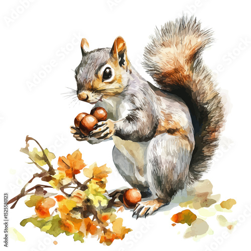 Squirrel Gathering Acorns Quickly, watercolor clipart vector, high quality, isolated on a white background.