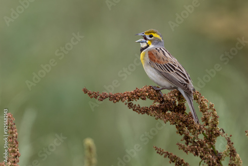 Dickcissel