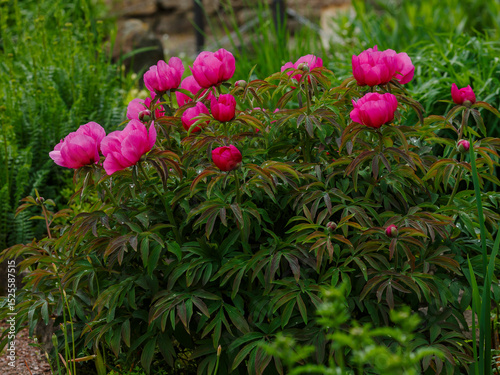 Paeonia anomala , or Maryin root , or Peony Maryin-root ( lat. Paeonia anomala ), is a species of perennial herbaceous plants of the genus Peony