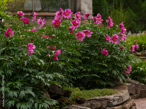 Paeonia anomala , or Maryin root , or Peony Maryin-root ( lat. Paeonia anomala ), is a species of perennial herbaceous plants of the genus Peony