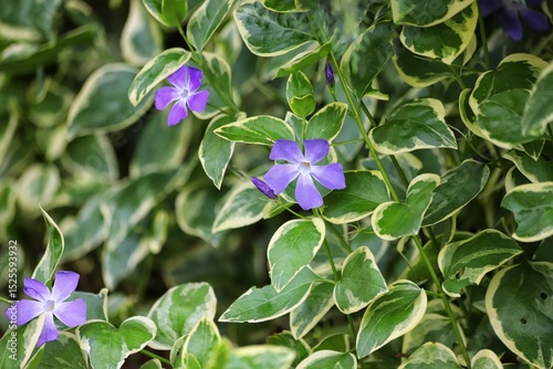 Vinca major Variegata common names bigleaf periwinkle or large periwinkle.