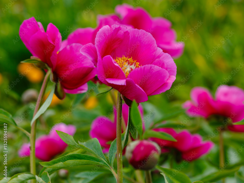 Naklejka premium Paeonia officinalis, the common peony, or garden peony, is a species of flowering plant in the family Paeoniaceae