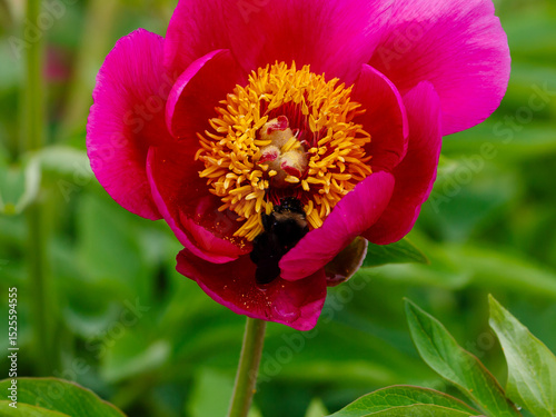 Paeonia officinalis, the common peony, or garden peony, is a species of flowering plant in the family Paeoniaceae