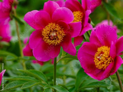Paeonia officinalis, the common peony, or garden peony, is a species of flowering plant in the family Paeoniaceae