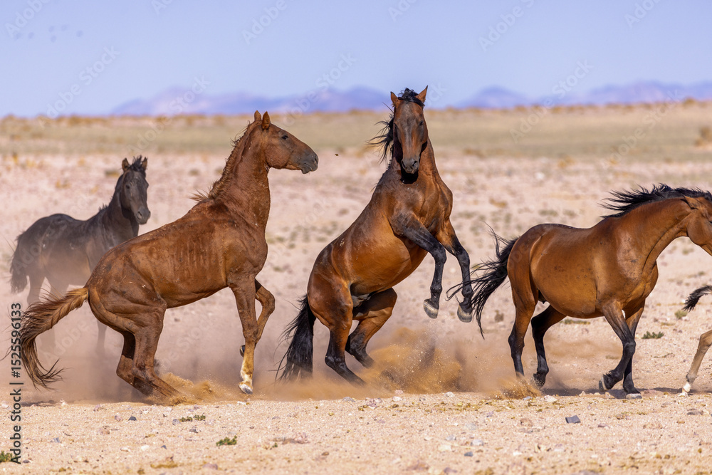 Fototapeta premium two horses in Namibia