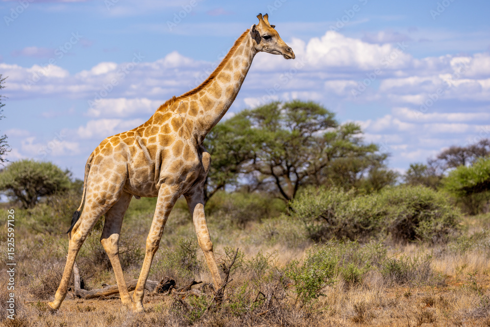 Obraz premium girafe in mokala national park