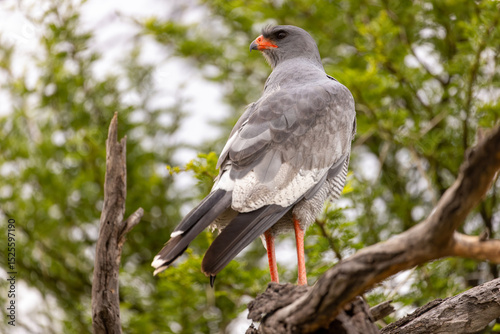 Wallpaper Mural goshawk at karoo national park Torontodigital.ca
