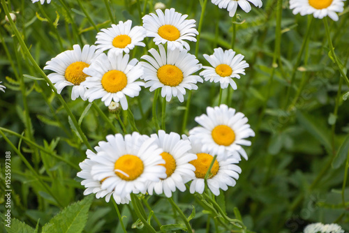 Fototapeta Naklejka Na Ścianę i Meble -  A group of white daisies with yellow center blossoms, growing in the garden on a green grass background