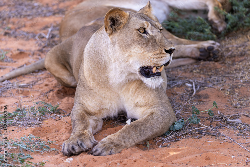 Fototapeta premium Lioness at the kgalagadi national park