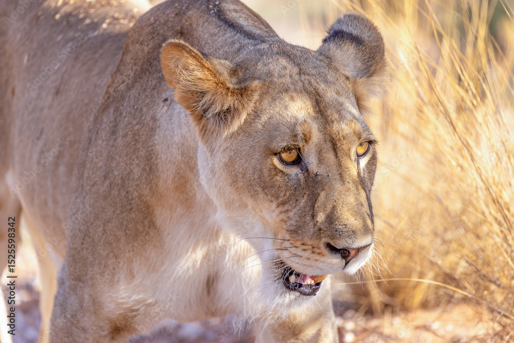 Obraz premium Lioness at the kgalagadi national park