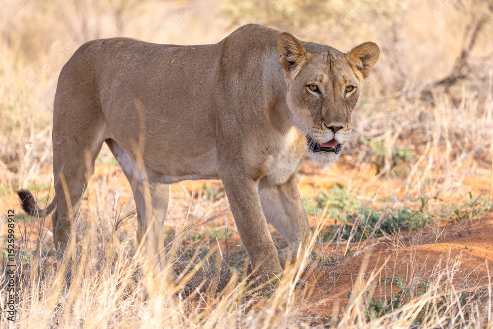 Fototapeta premium Lioness in Kgalagadi National Park