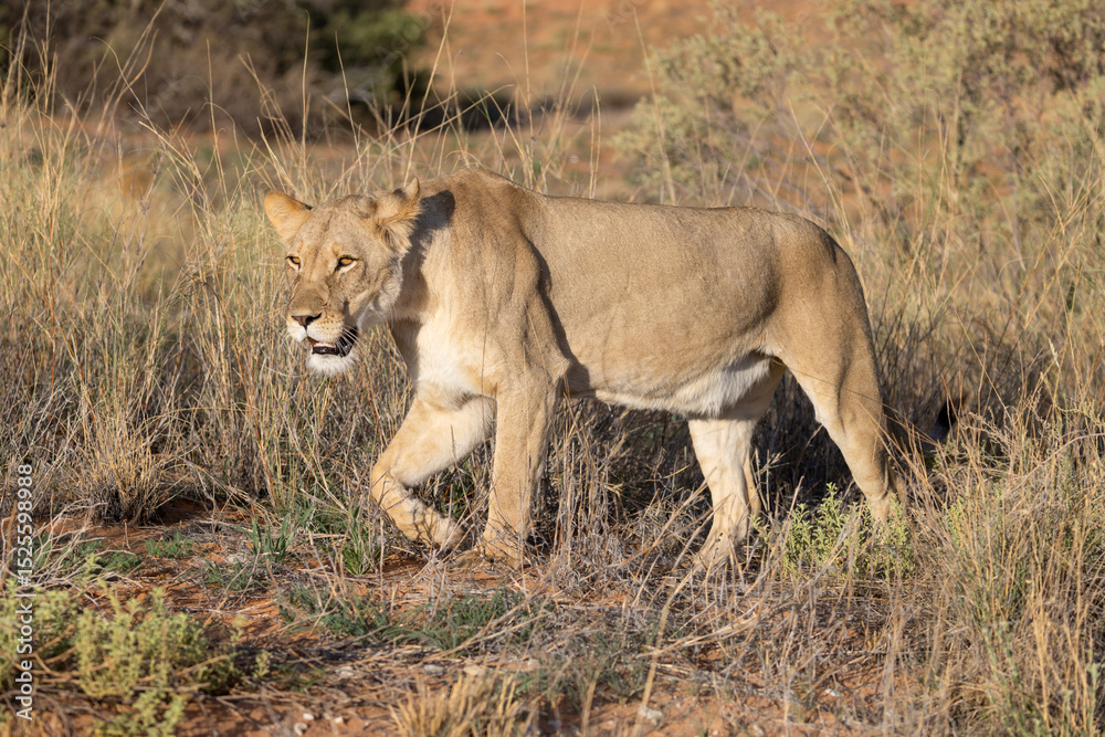 Lioness in Kgalagadi National Park Lioness in Kgalagadi National Park
