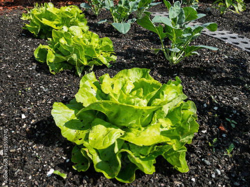 Freshly Harvested Green Lettuce in Organic Garden Bed