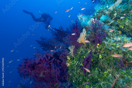 Parete di una secca ricoperta de gorgonie rosse, Paramuricea clavata e sub con rebreather e DPV