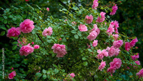 Wallpaper Mural a pink rose bush with many blossoms and raindrops at the petals Torontodigital.ca