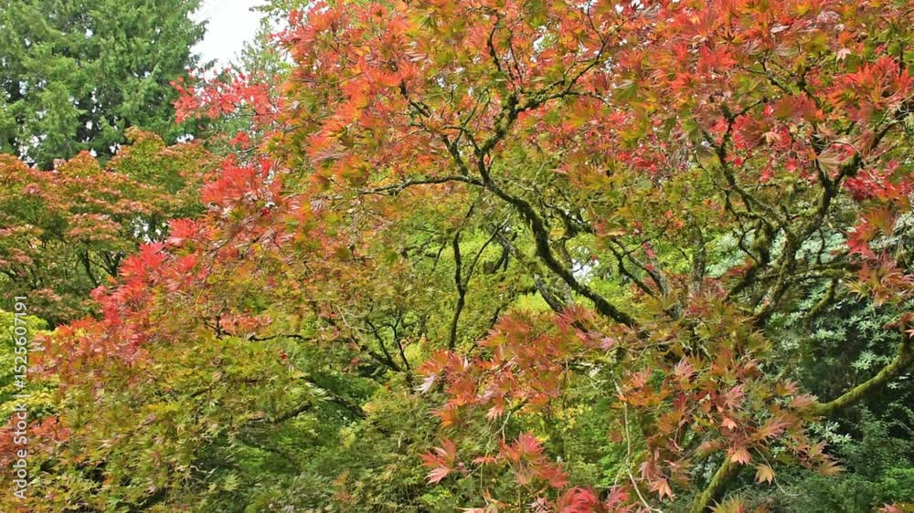 Autumnal Japanese Maple Tree Foliage Close-Up Autumnal Japanese Maple Tree Foliage Close-Up