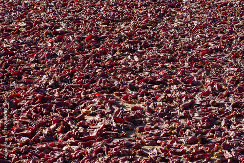 Red Peppers drying in the sun in Cachi, Salta, Argentina
