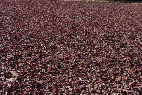 Red Peppers drying in the sun in Cachi, Salta, Argentina