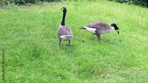 Family of Canada Geese (Branta canadensis)