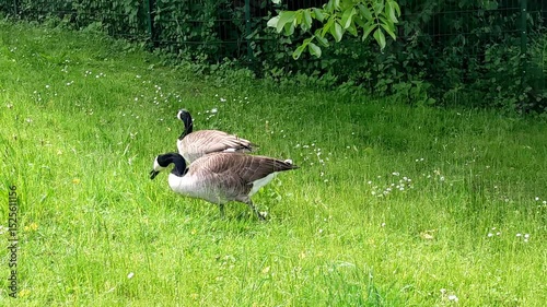Family of Canada Geese (Branta canadensis)