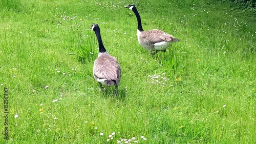 Family of Canada Geese (Branta canadensis)