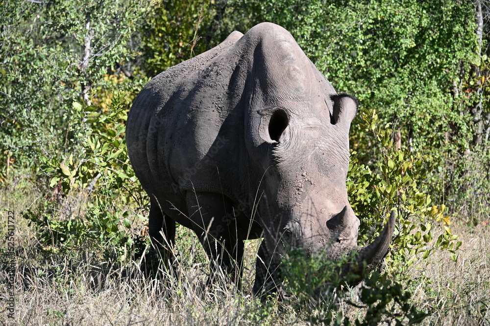 Fototapeta premium white rhino in the grass 