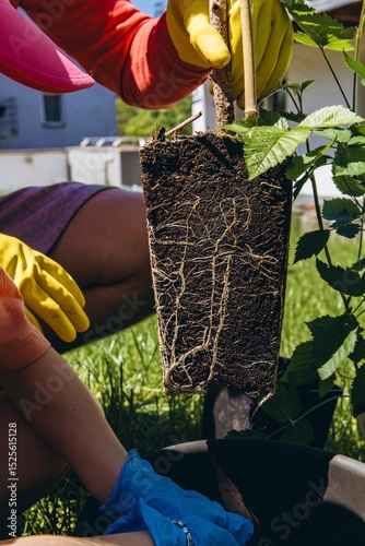 Close up of man wearing yellow rubber gloves holding green plant with visible roots ready for transplanting gardening outdoors photo