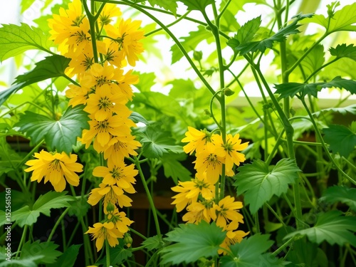 Yellow Cucumber Blossoms Climbing Vine - Natural Growth