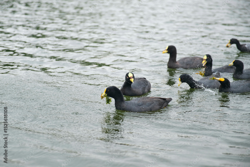 Obraz premium Group of white-winged coots, Fulica leucoptera, swimming in a lake in the natural urban area known as Bosques de Palermo, in Buenos Aires, Argentina.