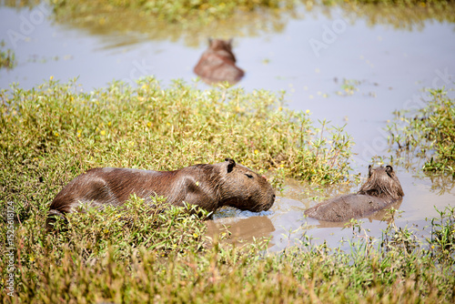 Group of capybaras, hydrochoerus hydrochaeris, in the water. It is the largest living rodent, native to South America. El Palmar National Park, Entre Rios, Argentina.