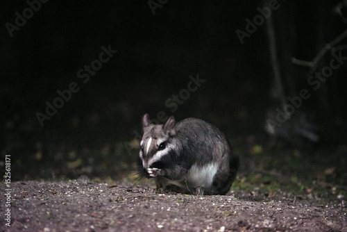 Plains viscacha or vizcacha, Lagostomus maximus, during the night, when this species, which is nocturnal, remains active and out of its burrows. El Palmar National Park, Entre Rios, Argentina.