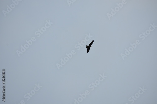 Bird soaring in clear sky, silhouetted against soft blue.