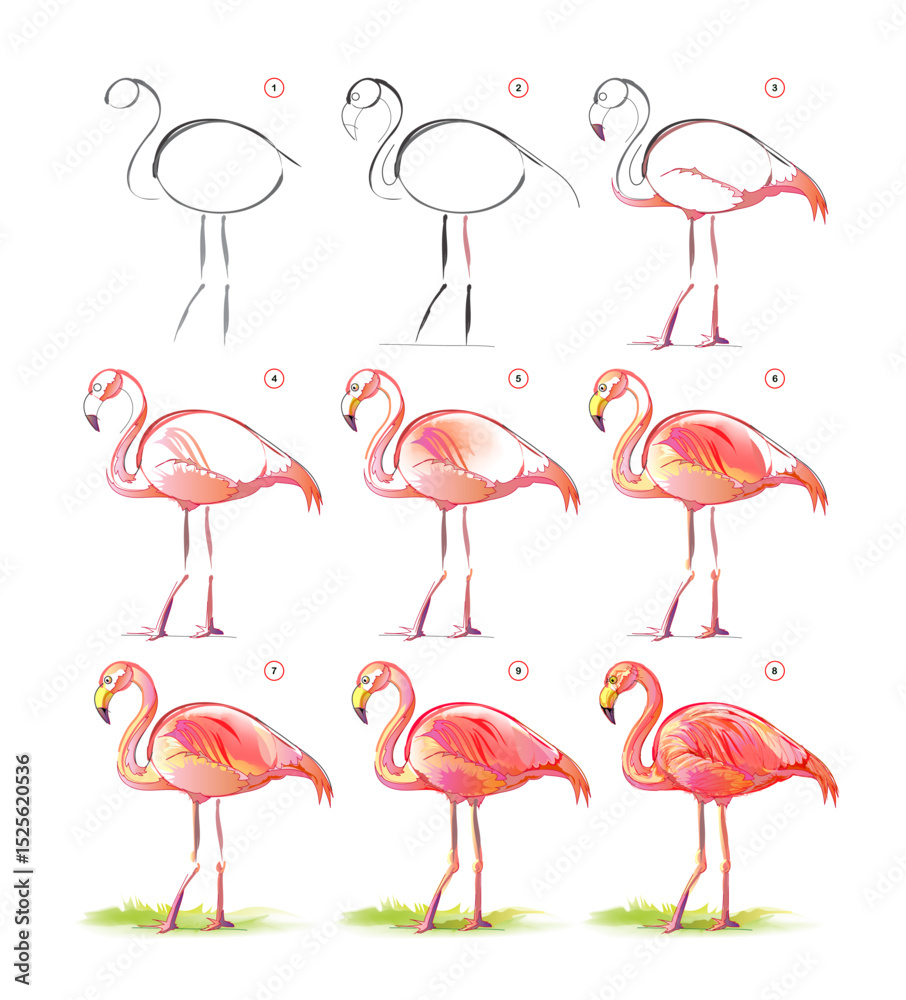 Obraz premium How to learn to draw sketch of a beautiful red flamingo. Creation step by step watercolor painting. Educational page for artists. Textbook for developing artistic skills. Vector illustration.