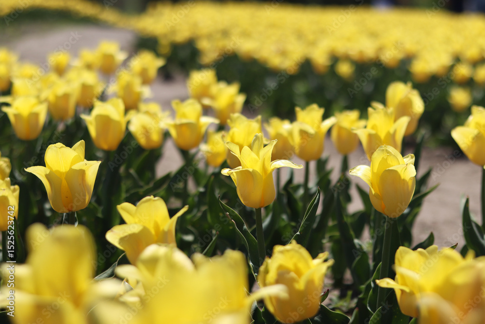 Obraz premium Field of yellow tulips. Floral spring background. Glade of yellow flowers. Bright colorful tulips. Landscape. Nature background