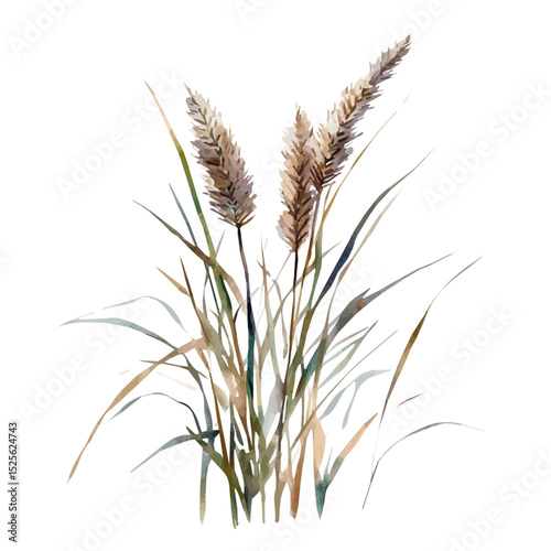 Reed, watercolor painting vector, high quality, isolated on a white background.