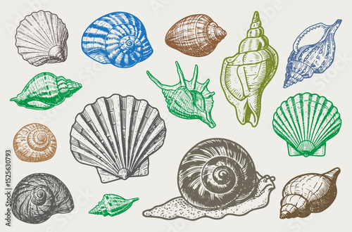 Set of various sea shells, corals oyster, and scallop. engraving vector illustration