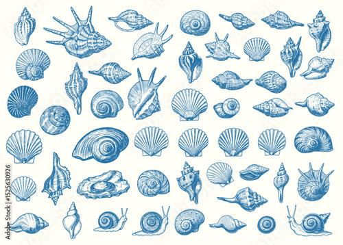 Set of various sea shells, corals oyster, and scallop. engraving vector illustration