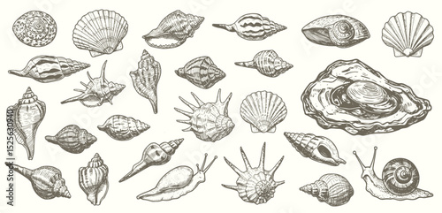 Set of various sea shells, corals oyster, and scallop. engraving vector illustration