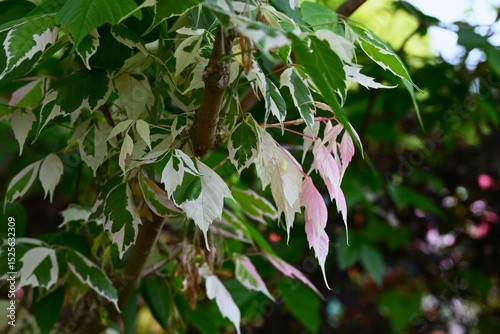 Acer negundo (Boxelder maple) 'Flamingo' leaves.
Sapindaceae dioecious deciduous tree. An ornamental variety with variegated leaves, used as a park tree.