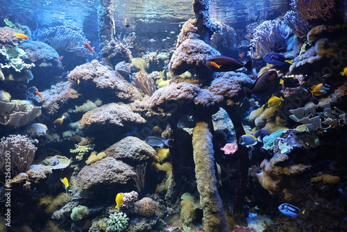 Fototapeta Naklejka Na Ścianę i Meble -  coral reef in aquarium