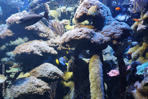 Fototapeta Naklejka Na Ścianę i Meble -  coral reef in the sea