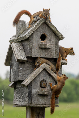 squirrels nest in a birdhouse