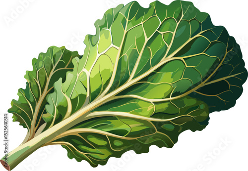 One Single Lettuce Salad Leaf Close up Top View Surface. A single kale leaf with crisp texture on a white background