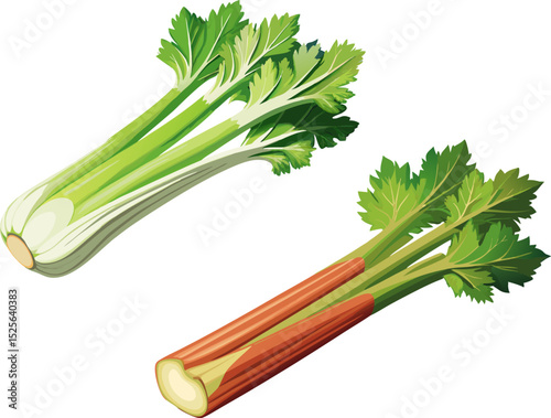 Fresh green celery isolated on white, A stalk of celery with crunchy ribs on a white background