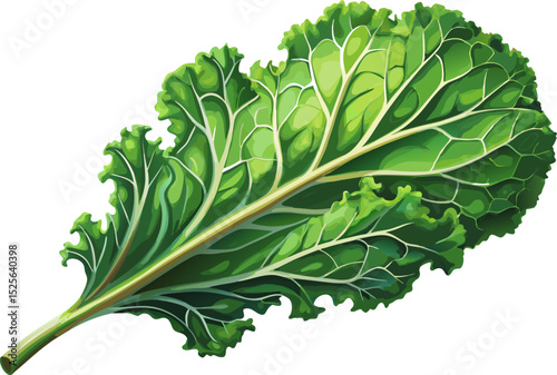 One Single Lettuce Salad Leaf Close up Top View Surface. A single kale leaf with crisp texture on a white background